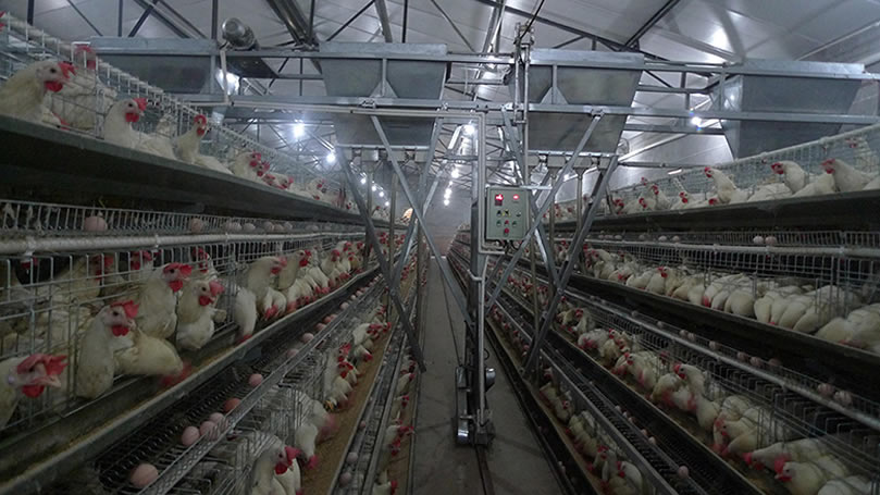 ​电容式接近蜜桃APP污版 养殖业